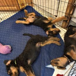 Dark Green - Black and tan male Airedale Terrier puppy in Tucson, Arizona from Topline Airedale Terriers