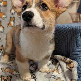 Teal - Sable female Pembroke Welsh Corgi puppy in Berkeley Springs, West Virginia from Hummingbird Farm