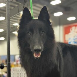 Teddy - Belgian Sheepdog