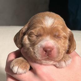 Caramel Girl - Caramel female Australian Labradoodle puppy in Saint Louis, Missouri from Gateway Australian Labradoodles