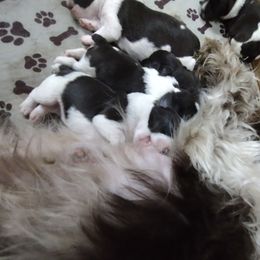 Miniature Schnauzer Puppies from Byrd's Miniature Schnauzers