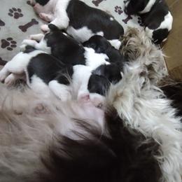 Miniature Schnauzer Puppies from Byrd's Miniature Schnauzers
