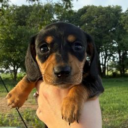 Girl 3 - Black and tan female Dachshund puppy in Rising Star, Texas from Boring Weenies