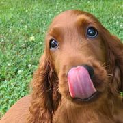Irish Setters from Shakarri Irish Setters