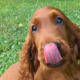 Irish Setters from Shakarri Irish Setters