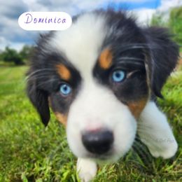 Dominica - Black tri-color female Australian Shepherd puppy in Pittsville, Wisconsin from Match Dot Pup