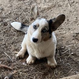 Cardigan Welsh Corgi Puppies from Liberty Valley Farm