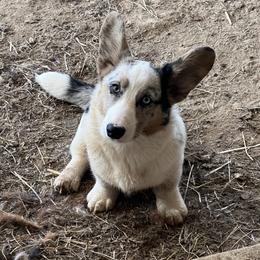 Cardigan Welsh Corgi Puppies from Liberty Valley Farm