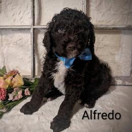 Alfredo - Brown and white male Sheepadoodle puppy in Berwick, Pennsylvania from Wright’s Wiggle Butts