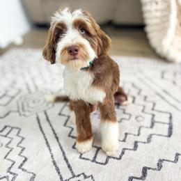 Tugg 5 month old - Chocolate merle male Bernedoodle puppy in Richfield, Utah from Cedar Doodles- Home of the Teddybear Goldendoodle