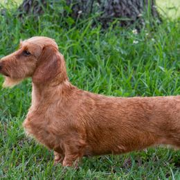 Winifred - Dachshund