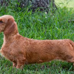 Winifred - Dachshund