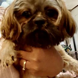 Chewey - Tricolor male Shih Tzu puppy in Albemarle, North Carolina from Wilson Kennel