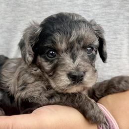 Daisy Dew - Merle female Cavapoo puppy in Boardman, Ohio from Taliaferro Kennel