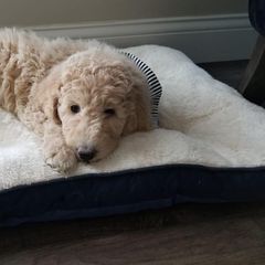 Double Doodle and Goldendoodle Puppies from Remi’s DoubleDoodles