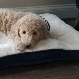 Double Doodle and Goldendoodle Puppies from Remi’s DoubleDoodles