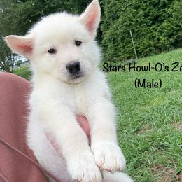Zeus - White male Alaskan Malamute puppy in Easton, Maryland from Stars Howl-O Kennels by FurEver Friends Inc