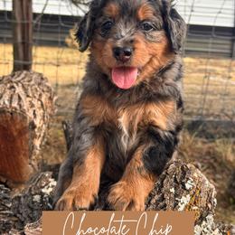 Chocolate chip - Merle male Goldendoodle puppy in Burleson, Texas from Kendall’s Kennel