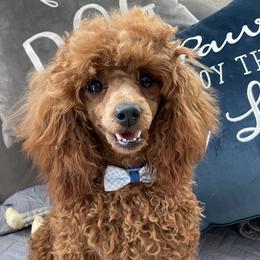 Lena - Poodle