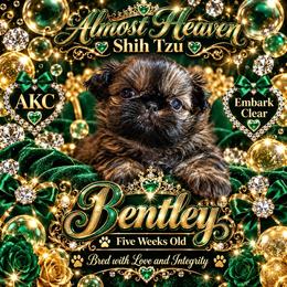 Bentley - Brindle male Shih Tzu puppy in Dallas, Texas from Almost Heaven Shih Tzu