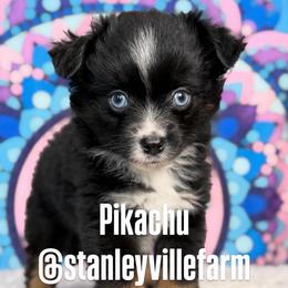 Black Tri male 1 - Black tri male Miniature Australian Shepherd puppy in Buchanan, Georgia from Stanleyville Farm Mini Aussies