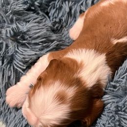Cavalier King Charles Spaniels from Celtic Star Cavaliers