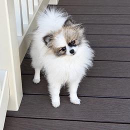 Very Tiny Daisy 5500 - Tri-colored female Pomeranian puppy in Morgan, Utah from Rockstar Rigby Pomeranians
