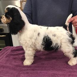 Boxers and Cocker Spaniels from Tribute Kennels