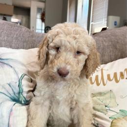 Apollo - Cream male Goldendoodle puppy in Arlington, Texas from Chambers Doodle Patch