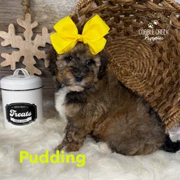 Pudding - Sable female Bernedoodle puppy in Heyworth, Illinois from Cobble Creek Puppies