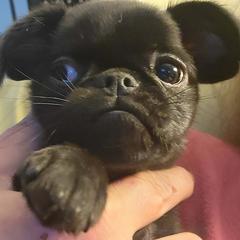Elphaba - Black female Brussels Griffon puppy in Pensacola, Florida from Fretwell's Fabulous Griffons