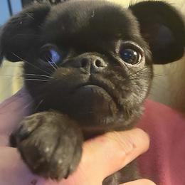 Elphaba - Black female Brussels Griffon puppy in Pensacola, Florida from Fretwell's Fabulous Griffons