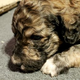 Australian Labradoodle and Poodle Puppies from Oodles of Doodles and some Poodles