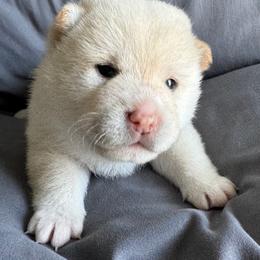 Shiba Inu Puppies from Prairie Shibas