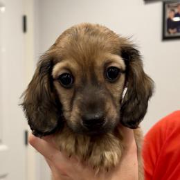Dachshund puppies from Journey’s End Dachshunds