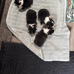 V-7 - Black and tan female Pembroke Welsh Corgi puppy in Sanford, Michigan from Tambali Pembroke Welsh Corgis