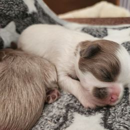 Garnet - Liver and white male Shih Tzu puppy in Augusta, Georgia from Floofah la Woofah