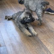 Sarplaninac Puppies from Sarplaninac in the USA