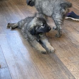 Sarplaninac Puppies from Sarplaninac in the USA