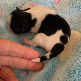 BW ring on tail - Black and white male Shih Tzu puppy in Missouri from Farm Animal Mommy Shih tzu's Michalek Dog Breeder