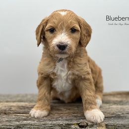 Blueberry - Apricot Goldendoodle puppy in Lancaster, Minnesota from North Star Dog Training