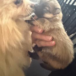 Jack - Orange sable male Pomeranian puppy in Cheektowaga, New York from Luxe Legacy Pomeranians