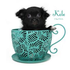 Kole - Black male Mi-Ki puppy in Elizabeth, Colorado from Royal T Mi-Kis