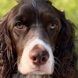 English Springer Spaniels from Amanda Shiflet
