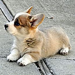 Pembroke Welsh Corgis from Rocky L Ranch