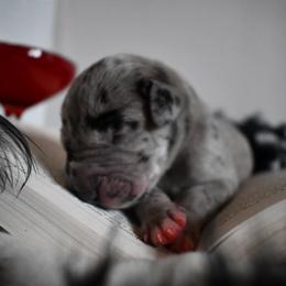 Great Dane Puppies from Gigantes de Cervantes