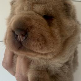 Rumi - Isabella dilute female Chinese Shar-Pei puppy in Chipley, Florida from HapPei House of Wrinkles