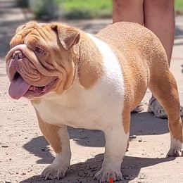 Bulldog and French Bulldog All Grown Up from Fancy Like Frenchies