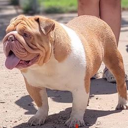Bulldog and French Bulldog All Grown Up from Fancy Like Frenchies