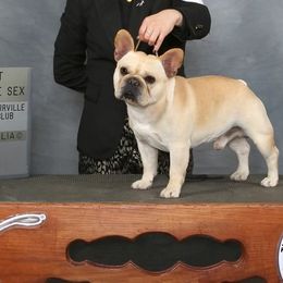 Bulldogs and French Bulldogs from Royal Empire Bulldogs